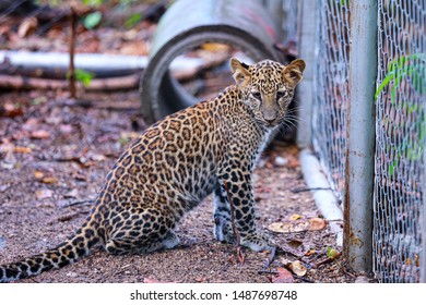 The Leopard That Was Rescued From Wildlife Trafficking. And Now They Grow Up In Huai Kha Khaeng Wildlife Sanctuary In Thailand.