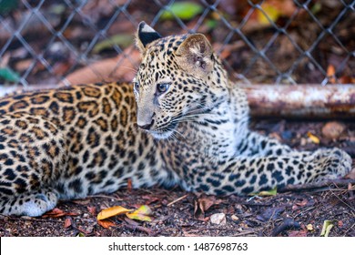 The Leopard That Was Rescued From Wildlife Trafficking. And Now They Grow Up In Huai Kha Khaeng Wildlife Sanctuary In Thailand.