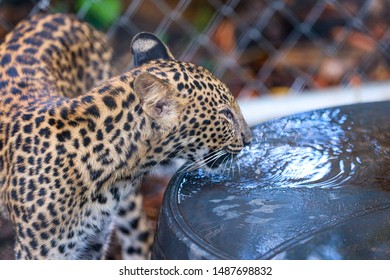 The Leopard That Was Rescued From Wildlife Trafficking. And Now They Grow Up In Huai Kha Khaeng Wildlife Sanctuary In Thailand.