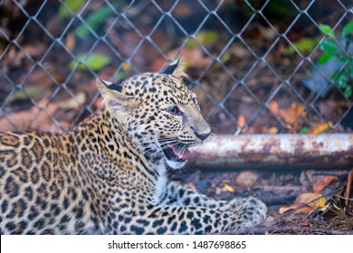 The Leopard That Was Rescued From Wildlife Trafficking. And Now They Grow Up In Huai Kha Khaeng Wildlife Sanctuary In Thailand.