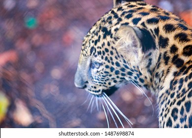 The Leopard That Was Rescued From Wildlife Trafficking. And Now They Grow Up In Huai Kha Khaeng Wildlife Sanctuary In Thailand.