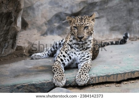 The leopard tiger is cute and speed wildanimal in zoology.