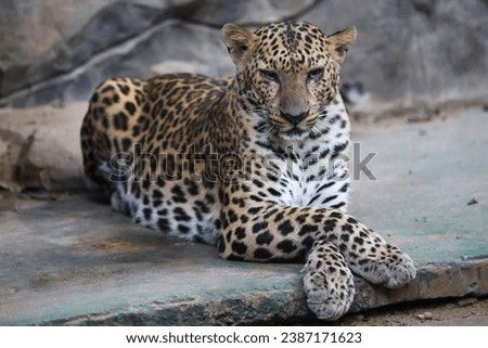 The leopard tiger is cute and speed wildanimal in zoology.