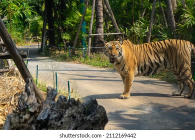 Leopard Tiger (Felise Tigris) To Walking In The Safari Zoo And It Is Hunting Victim At Night .Clipping Path Included. The Tiger Hunter Is Staring At Its Prey.