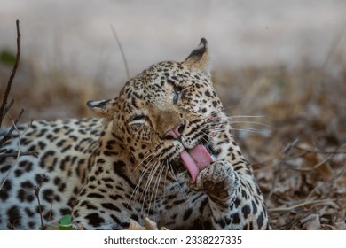 Leopard with tongue out cleaning paw - Powered by Shutterstock