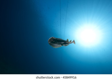 leopard torpedo ray and ocean