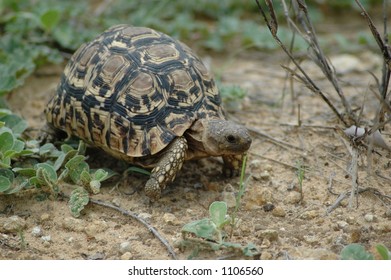 Leopard Tortoise