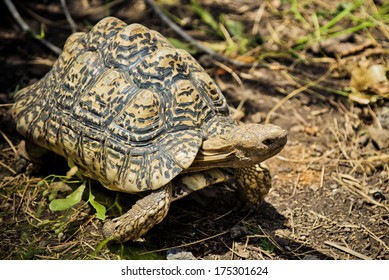 Leopard Tortoise