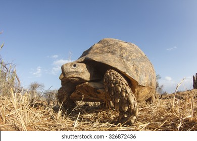 Leopard Tortoise