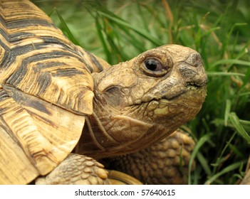 Leopard Tortoise