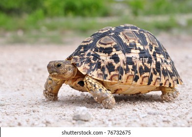 Leopard Tortoise