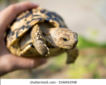 Baby Tortoise On Hands Man African Stock Photo (Edit Now) 725832499