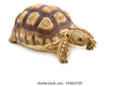 33,460 Tortoise white background Images, Stock Photos & Vectors ...