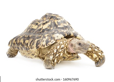 Leopard Tortoise isolated in front of white background.