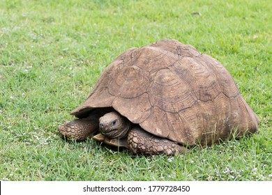 Leopard Tortoise Oserian Wildlife Sanctuary Naivasha Stock Photo ...