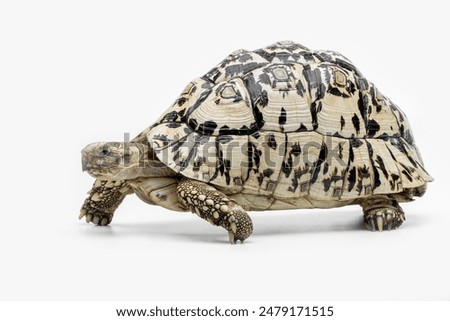 The Leopard Tortoise (Stigmochelys pardalis) is the fourth-largest species of tortoise in the world. The species is found in Africa.