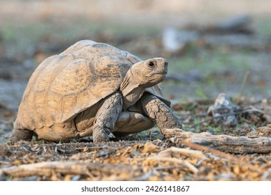 The leopard tortoise (Stigmochelys pardalis), Namibia, Africa
 