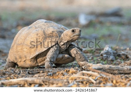The leopard tortoise (Stigmochelys pardalis), Namibia, Africa
 