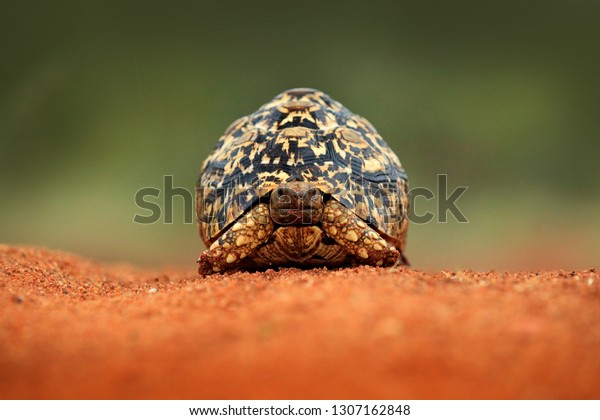 Leopard\
tortoise, Stigmochelys pardalis, on the orange gravel road. Turtle\
in the green forest habitat, Kruger NP, South Africa. Face portrait\
of tortoise, wildlife scene from\
nature.