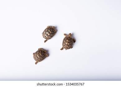 
The leopard tortoise (Stigmochelys pardalis) is a species of cryptodira turtle of the family Testudinidae and the only member of the genus Stigmochelys, large in the savanna of Africa, from Sudan to 