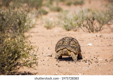 822 Tortoise front view Images, Stock Photos & Vectors | Shutterstock