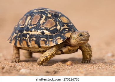 Leopard tortoise walking slowly on sand with his protective shell
