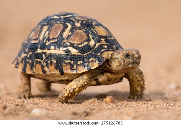 Leopard tortoise walking slowly on sand with his\
protective shell