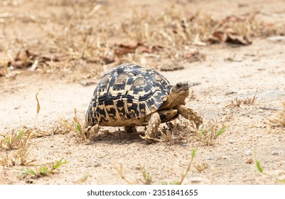 A Leopard Tortoise walks along in the dry savanna in Ruaha National Park. They are the most widespread of the many African Tortoise species, preferring hotter. drier habitats. - Powered by Shutterstock