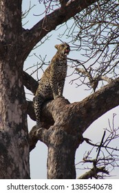 Leopard up in a tree
