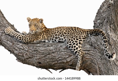 Leopard Tree