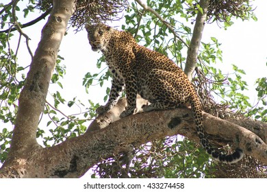 leopard in a tree