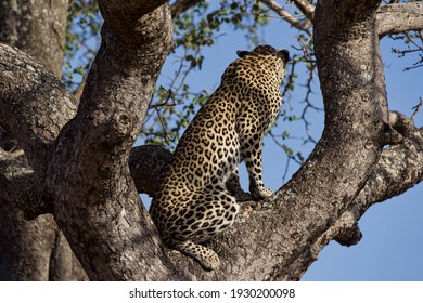 34,244 Leopard on tree Images, Stock Photos & Vectors | Shutterstock