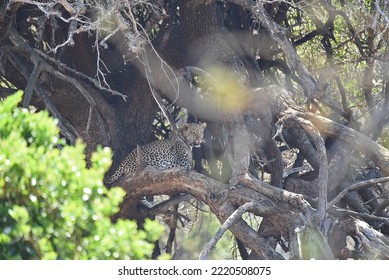 Leopard In A Tree, But Awake And Fully Alert (Kruger National Park)