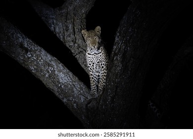 Leopard in  a tree during the night,
