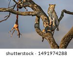 Leopard in the tree with the kill, in Masai Mara, Kenya