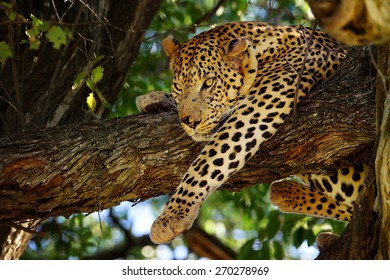 Leopard In Tree, Moremi Game Reserve, Botswana