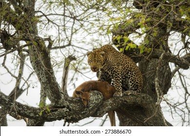 Leopard in a tree with its prey, Serengeti, Tanzania, Africa