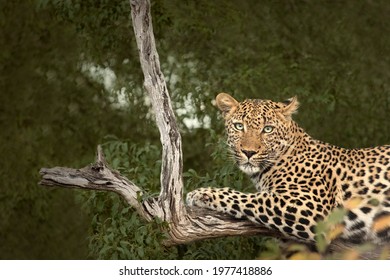 Leopard in a tree relaxing