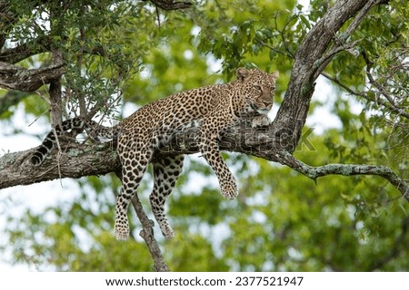 Leopard in Tree resting and keeping safe from lions