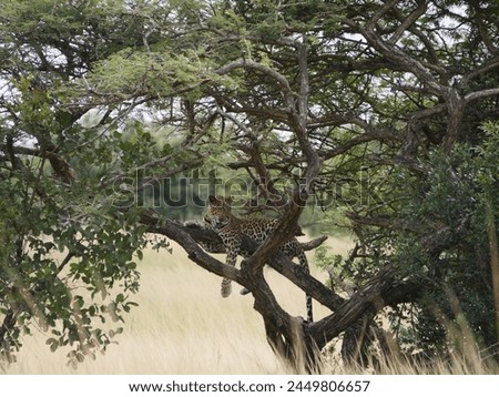Leopard in a tree in South Africa, Kwa-Zulu Natal 