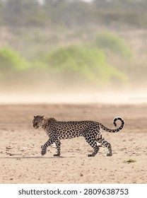 Leopard walking across a sandy riverbed in African wilderness, wildlife safari, big cat conservation, natural habitat, predator behavior, travel destination, nature photography