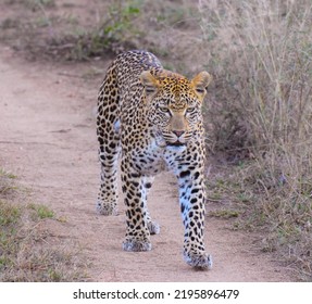 Leopard walking determinedly down a path in South Africa