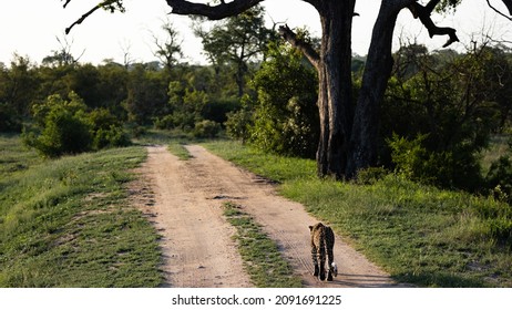 leopard walking down a road at sunset