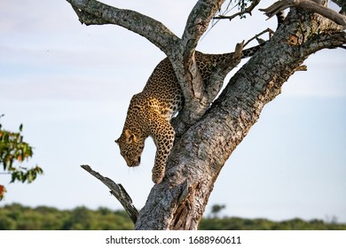 leopard walking down a tree against blue skies of the Masai mara