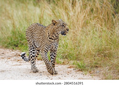 Leopard walking front view on gravel safari road in Greater Kruger National park, South Africa ; Specie Panthera pardus family of Felidae