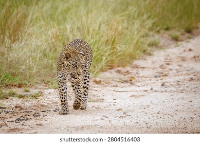 Leopard walking front view on gravel safari road in Greater Kruger National park, South Africa ; Specie Panthera pardus family of Felidae