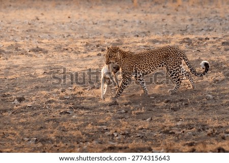 Leopard walking with monkey at dawn