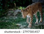 Leopard walking on grass inside animal enclosure, Bratislava Zoo, Bratislava, Slovakia, Europe