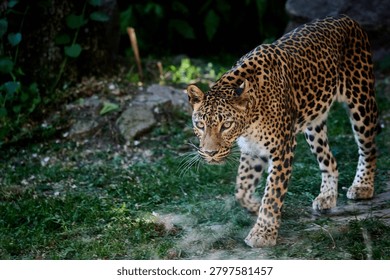 Leopard walking on grass inside animal enclosure, Bratislava Zoo, Bratislava, Slovakia, Europe
