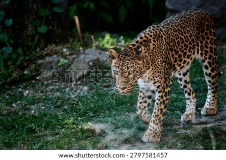 Leopard walking on grass inside animal enclosure, Bratislava Zoo, Bratislava, Slovakia, Europe